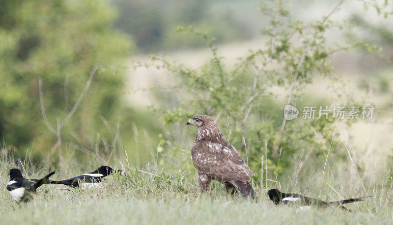 普通秃鹰(Buteo Buteo)由腐肉